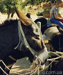 Тематический парк «Друзья к кипрскому burros»