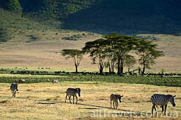 Зарезервируйте Ngorongoro